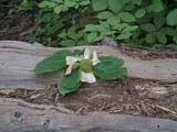 dogwood fruit