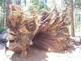 fallen tree roots