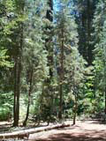sequoia seedlings