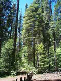 mature white fir